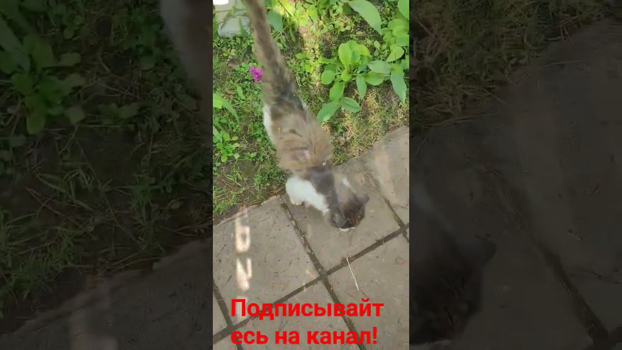 Барсик и его Трон!!! смотреть онлайн