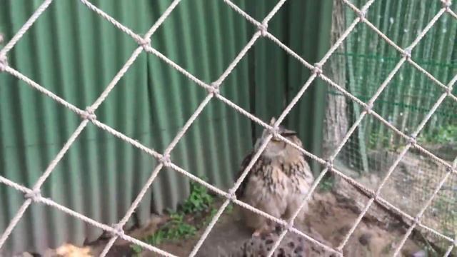 Сафари Парк! Львы, Совы, Барсук смотреть онлайн