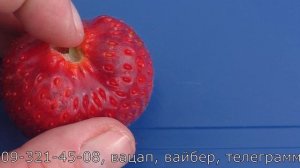 ФЛОРИДА БЬЮТИ ремонтантный сорт клубники