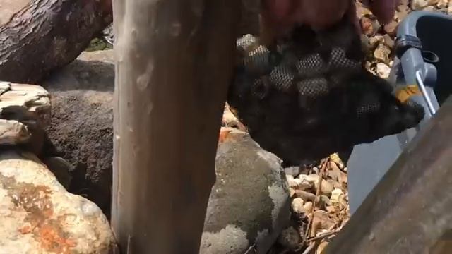 SUPER CHEAP DIY POND FILTER THAT WORKS! смотреть онлайн