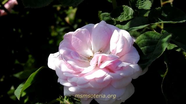 Радость - Христианские стихи. смотреть онлайн