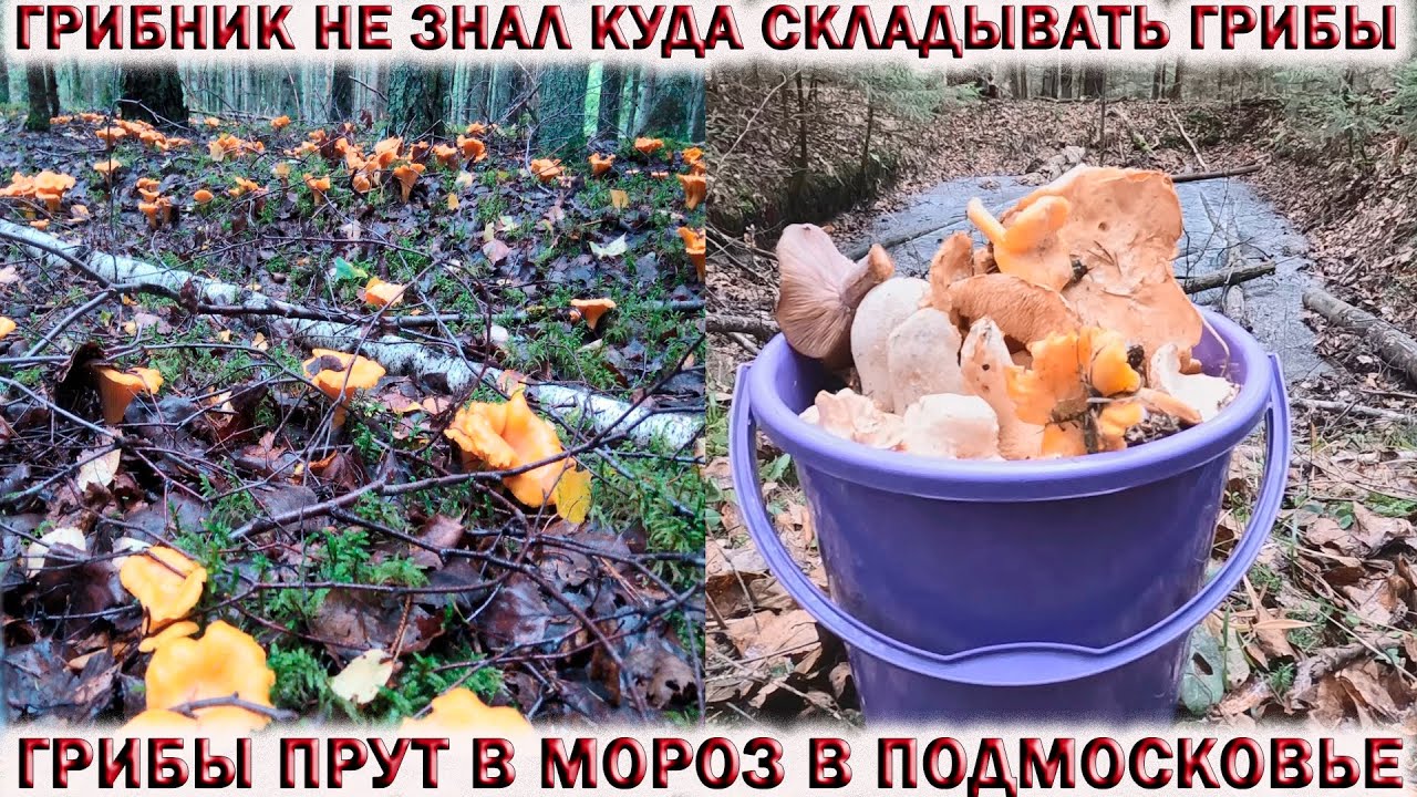 ?ГРИБЫ ПРУТ В МОРОЗ В ПОДМОСКОВЬЕ ?ГРИБНИК НЕ ЗНАЛ КУДА СКЛАДЫВАТЬ ГРИБЫ смотреть онлайн