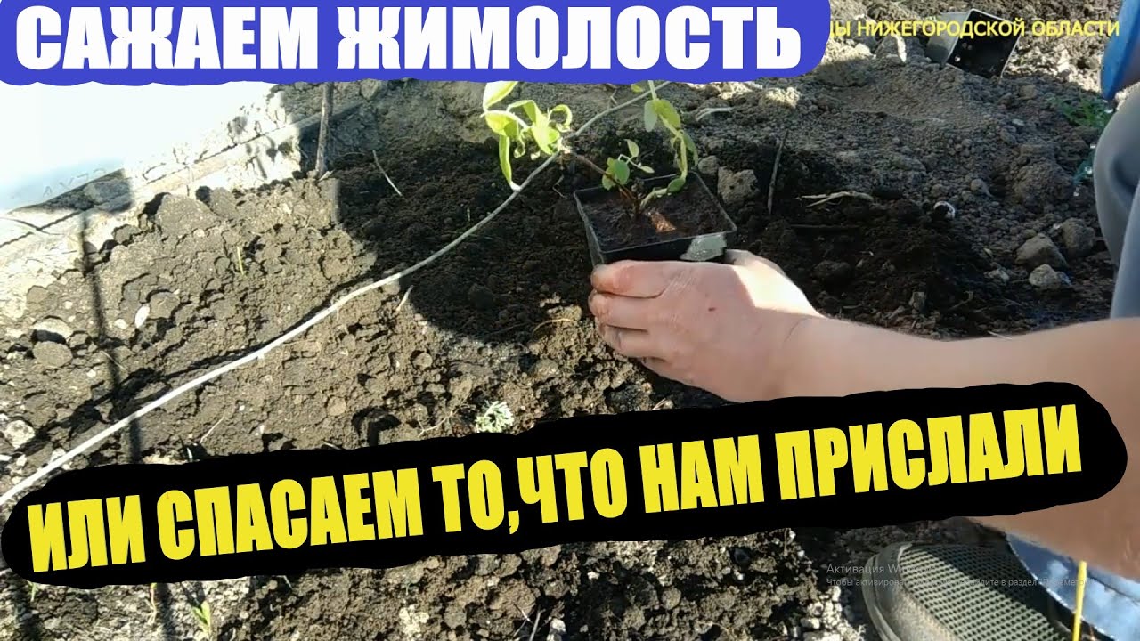 Как правильно сажать жимолость весной.Жимолость посадка в открытый грунт. смотреть онлайн