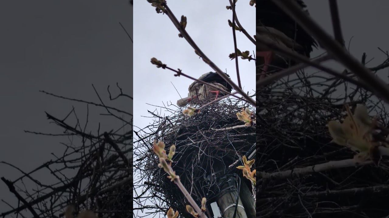 Красавчик аист смотреть онлайн