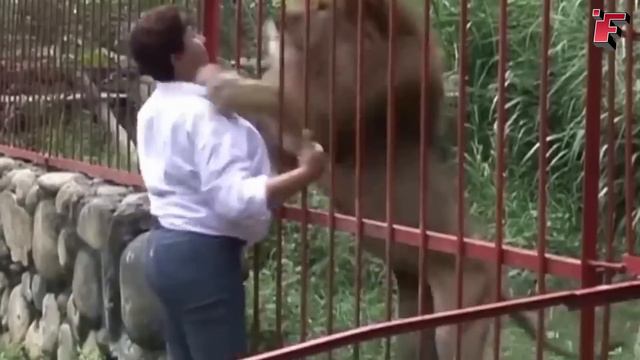 Попробуй НЕ ЗАПЛАКАТЬ! 😥 Топ 30 Моментов Встречи Животных с Хозяевами После Долгих Лет Разлуки смотреть онлайн