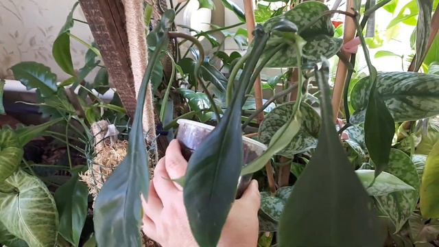 Комнатные растения. Ноябрь. Филодендрон Джоэпии. Philodendron Joepii