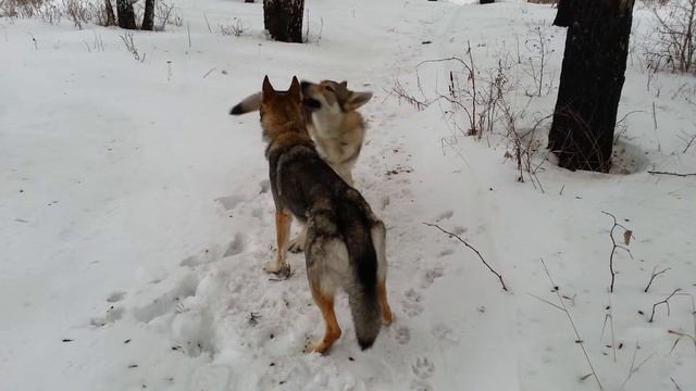 Чехословацкий влчак. п-к Роскошная Удача. г.Екатеринбург. ARES & BETLIS смотреть онлайн
