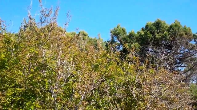 Английский язык для начинающих. Анапа, Большой Утриш. English for beginners. Anapa, Grand Utrish. смотреть онлайн