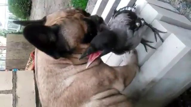 У нас живет ворона смотреть онлайн