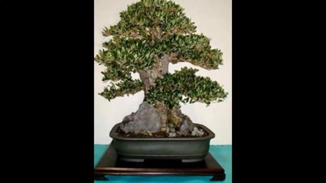 Olive Bonsai (Olea europaea) смотреть онлайн