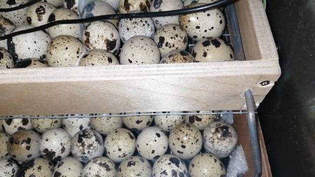 Начало наклева перепелиных яиц. смотреть онлайн