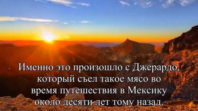 В мозге американца 10 лет жил свиной цепень — Статья смотреть онлайн