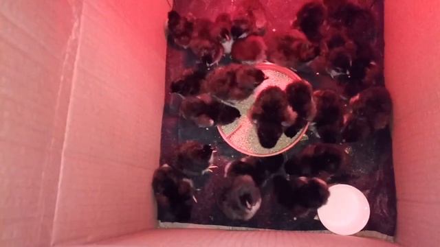 Есть на продажу цыплята мараны черно-медные смотреть онлайн