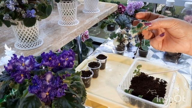 Рассказываю чем подкормить детки фиалки чтобы они быстрее росли и цвели. Показываю действие азота .