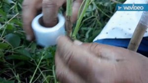 Миндаль. Прививка ранняя в боковой зарез.