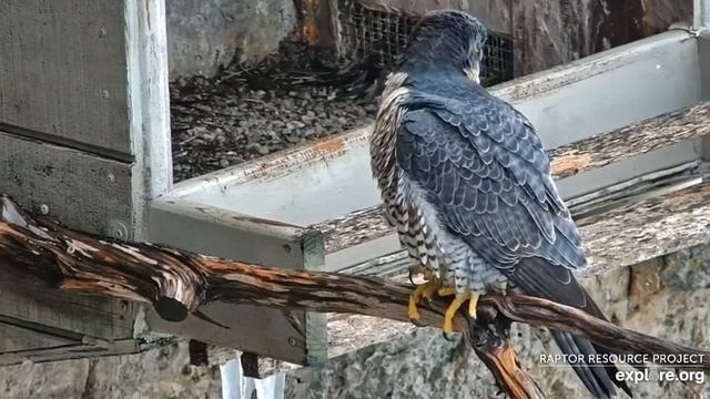 Savanna 40/Z - Great Spirit Bluff Cliff - Minnesota - 27 02 2023 смотреть онлайн