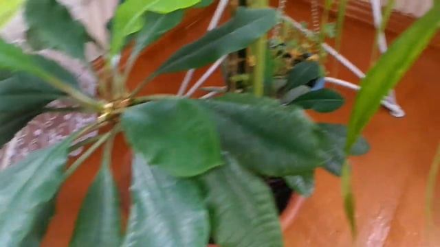 Комнатные растения? обзор цветов в гостиной?? перестановка? смотреть онлайн