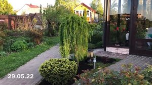 Как оформить сад хвойными растениями??Не просто « хвойные растения»- а УКРАШЕНИЯ!?