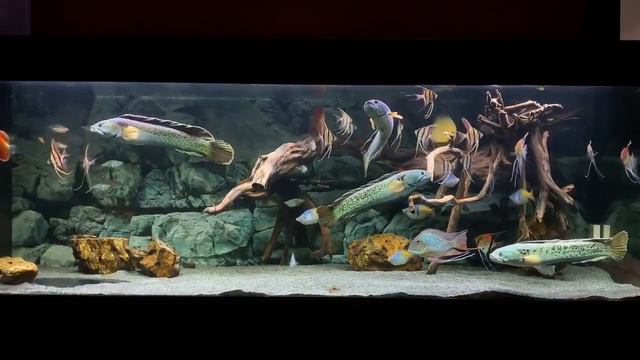 Змееголовы,дискусы,скалярии,альтумы и геофагусы от Đặng Hữu Hoàng смотреть онлайн