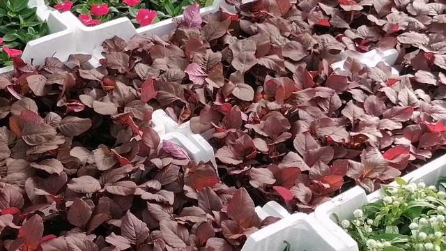 new flowers review/new flowers appearance/petuniya flowers review/new type of petuniya/waqar/ смотреть онлайн