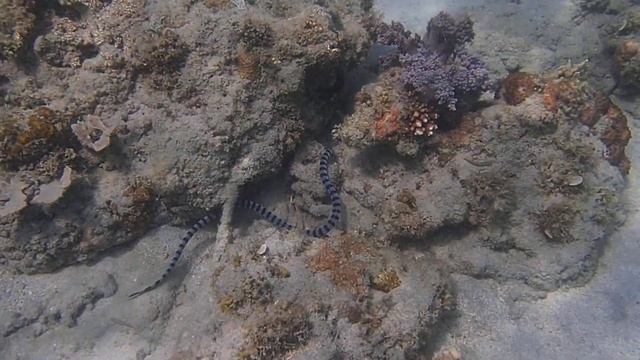Кольчатый плоскохвост Laticauda laticaudata , sea krait смотреть онлайн