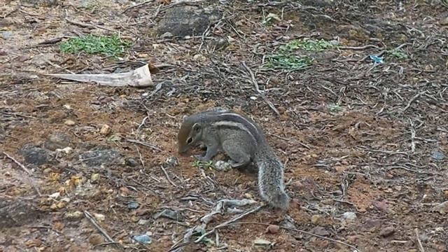 Chipmunks and grounds at Royal Palms Beach Hotel, Kalutara смотреть онлайн