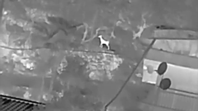 【お客様撮影動画】暗視サーマルスコープ HIKMICRO LYNX Pro LE10で動物探索 смотреть онлайн