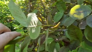 Правила размножения черемухи зелеными черенками