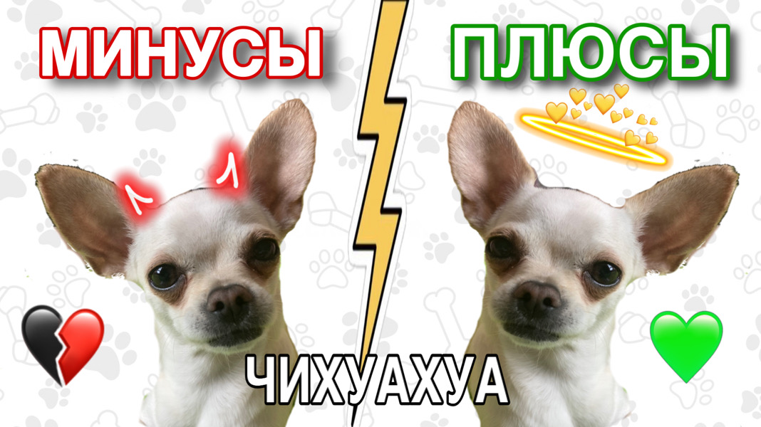ВСЯ ПРАВДА О ЧИХАХ|ПЛЮСЫ И МИНУСЫ ПОРОДЫ ЧИХУАХУА смотреть онлайн