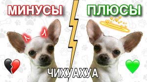 ВСЯ ПРАВДА О ЧИХАХ|ПЛЮСЫ И МИНУСЫ ПОРОДЫ ЧИХУАХУА