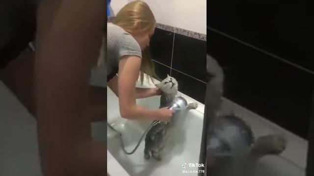 Кот говорит с моющей его хозяйкой смотреть онлайн