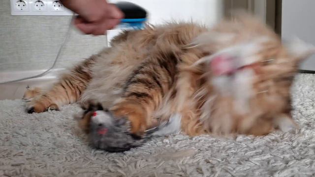 Как расчесать кота смотреть онлайн