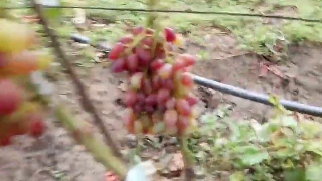 Сорта винограда Роза красная, Маэстро, Подарок Никополю, Ландыш, Казанова 2 сентября 2021 смотреть онлайн