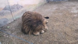 Сафари-парк в Краснодаре