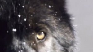 Почему Волки Воют На Луну? | Оборотень Или Волк