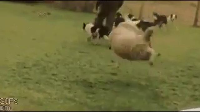 Баран он и есть баран
