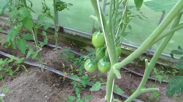 Домашний Влог: Они Её Грохнули =( Чем Заняты Дети\ Теплица и Огород смотреть онлайн