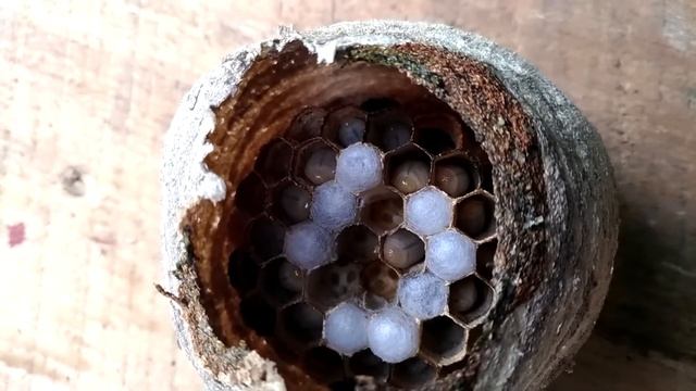 Ужасное гнездо шершней изнутри / Horrible hornet's nest inside (Full HD) смотреть онлайн