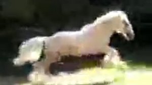 Цыганские лошади