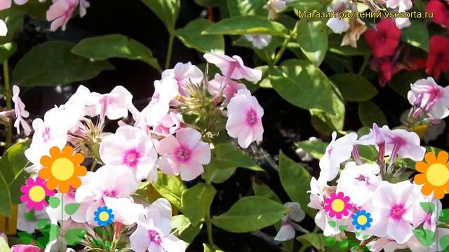 Флокс метельчатый Соммерклеид. Краткий обзор, описание характеристик phlox paniculata Sommerkleid смотреть онлайн