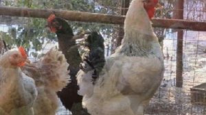 Разведение кур породы Юрловская голосистая как бизнес идея | Куры Юрловские голосистые