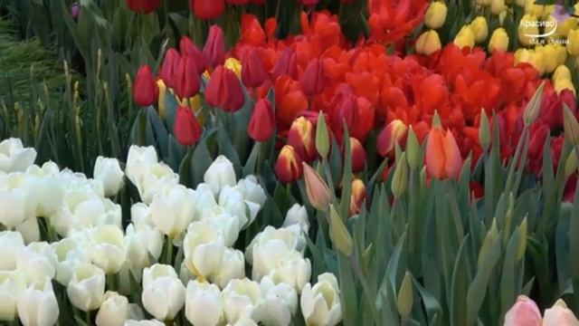 Стих-поздравление "Люби меня как женщину,как радость..." смотреть онлайн