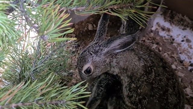 Зайчонок Филин ухаживает за погорельцем Первомаем смотреть онлайн