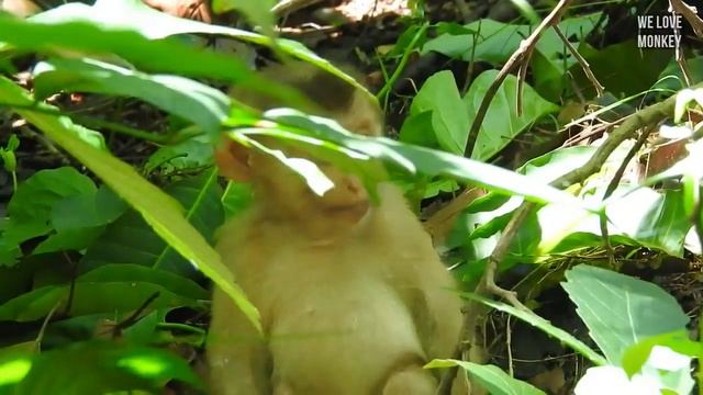 Today is A Hard Lesson For Abandoned Monkey Sovana Cuz Papa Lin Release Her in Troop, Sovana Crying смотреть онлайн