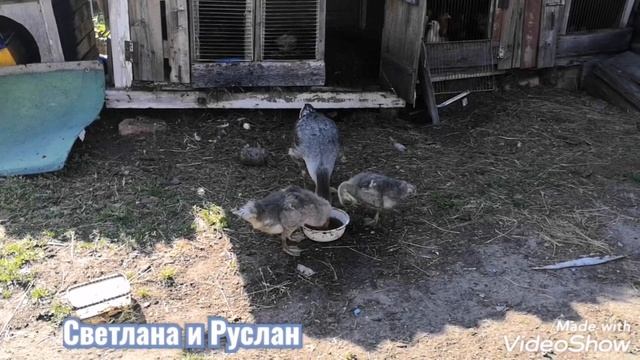 Пошли в лес//грибы шиитаке растут во дворе смотреть онлайн