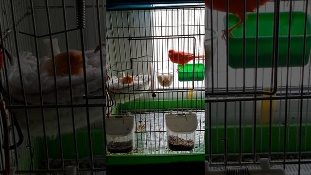 Покупка и выбор канарейки смотреть онлайн