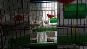 Покупка и выбор канарейки