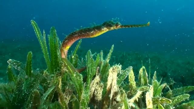 Усатая морская игла-галикамп смотреть онлайн