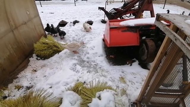 Белковая добавка для кур.Вентиляция в курятнике. смотреть онлайн