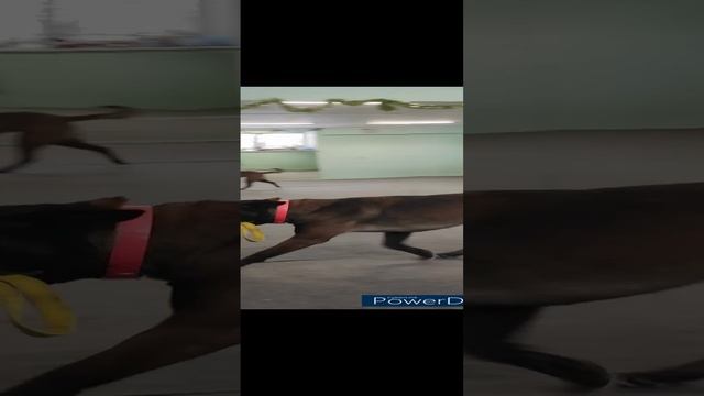 Чем занять сабаку дома 4